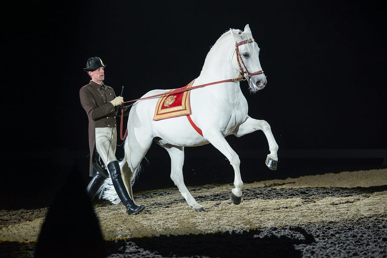 Foto 3_Spanische Hofreitschule_Am langen Zügel-(c) SRS-Rene_van_Bakel-web