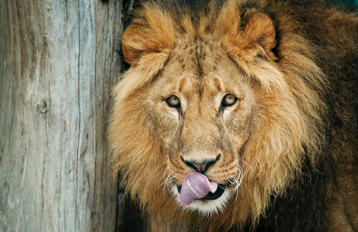 Tiergarten Schoenbrunn, Bild 2 Daniel Zupanc-web